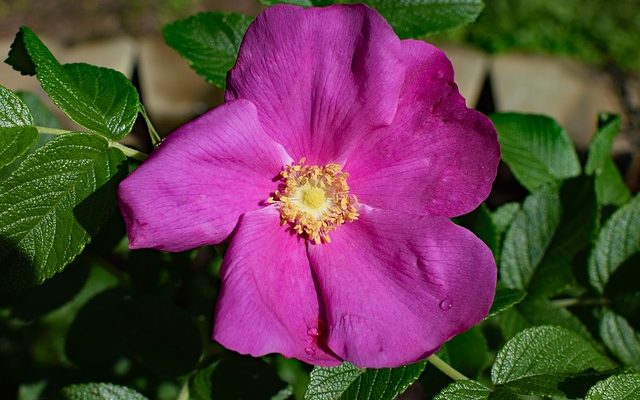 Quand tailler la Rosa Rugosa ?