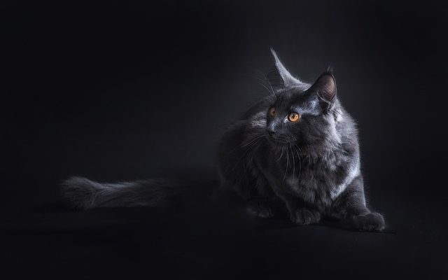 Quel est le coût d'un chat Maine Coon ?