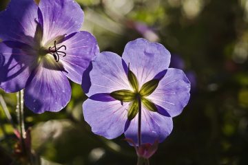 Quel est le meilleur aliment végétal pour les géraniums ?