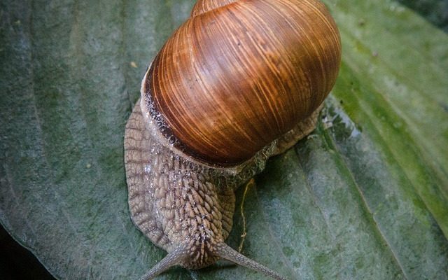 Quels sont les aliments qui produisent du mucus ?