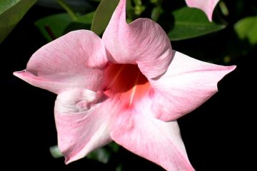 Qu'est-ce qui ne va pas si Mandevilla devient jaune ?