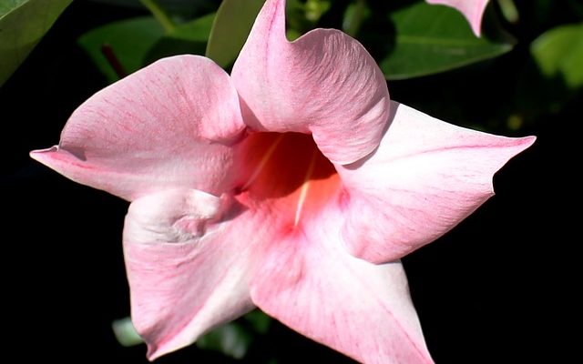 Qu'est-ce qui ne va pas si Mandevilla devient jaune ?