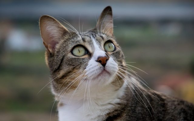 Répulsif pour chats fait maison pour les voitures.