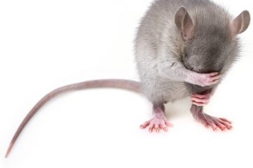 Signes d'avertissement d'infestation de rats