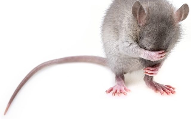 Signes d'avertissement d'infestation de rats