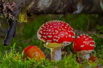 Types de champignons comestibles dans les bois
