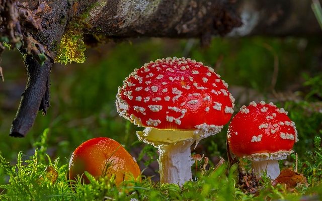 Types de champignons comestibles dans les bois