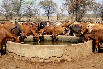 Types de maladies causées par la consommation d'eau sale