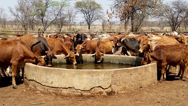 Types de maladies causées par la consommation d'eau sale