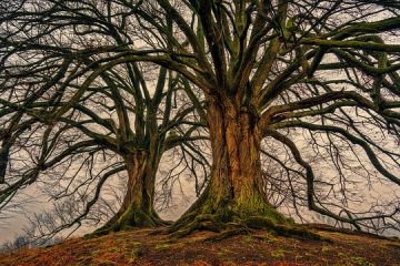 Types de protecteurs d'arbres