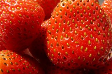 Variétés de fraises avec des fleurs roses