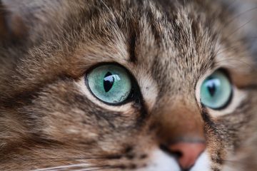 A quel âge les yeux des chatons changent-ils de couleur ?