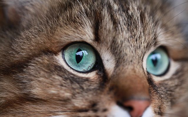 A quel âge les yeux des chatons changent-ils de couleur ?