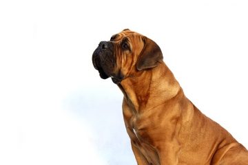 À quoi faut-il s'attendre lorsqu'on déparasite un chien ?