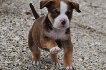 Antibiotique naturel pour mon chien afin de réduire les infections.