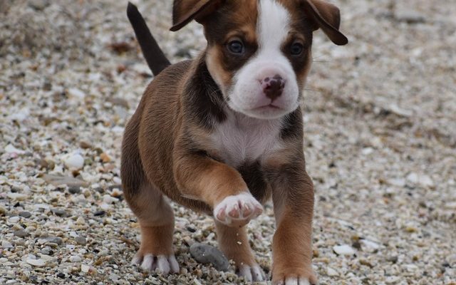 Antibiotique naturel pour mon chien afin de réduire les infections.