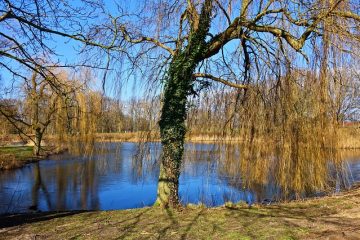 Artisanat en bois de saule pleureur