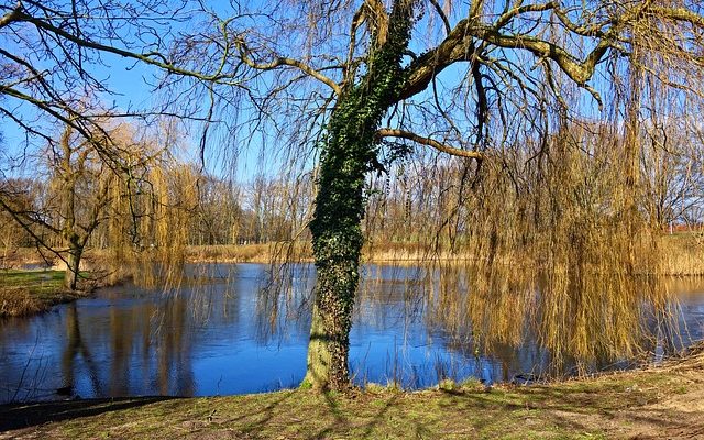 Artisanat en bois de saule pleureur