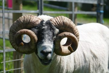 Cadeaux liés aux moutons