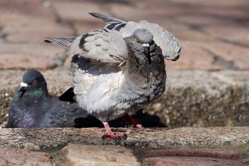 Comment attraper des pigeons