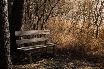 Comment construire un banc en bois