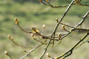 Comment créer des arbres pour un accessoire de scène