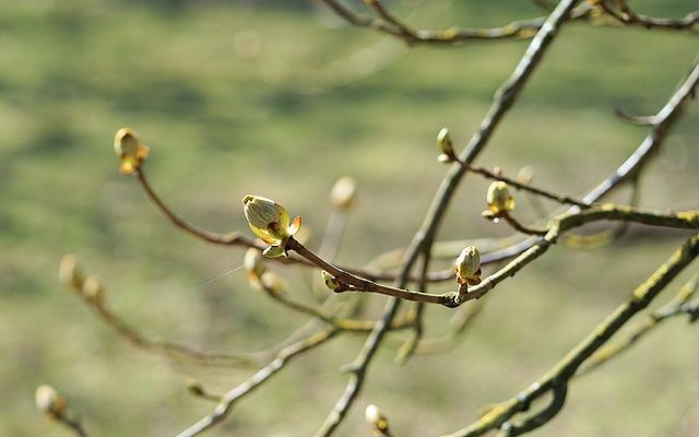 Comment créer des arbres pour un accessoire de scène