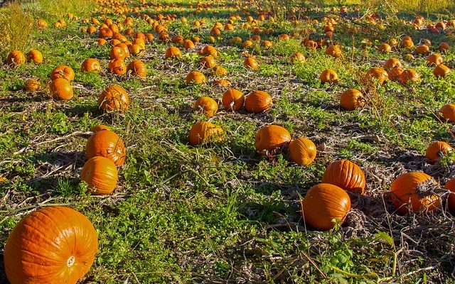 Comment cuire la courge musquée au micro-ondes ?