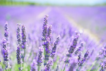 Comment décorer avec du violet brun