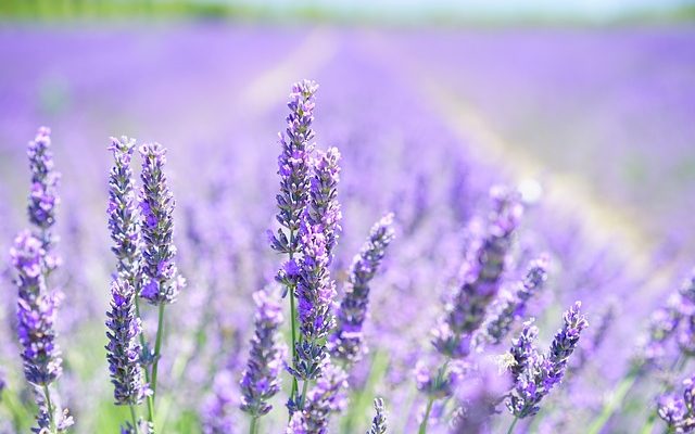 Comment décorer avec du violet brun