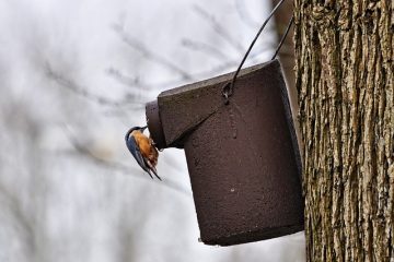 Comment déterminer un homme et une femme Robin Robin