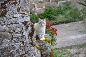 Comment dissuader les chats de grimper dans les arbres