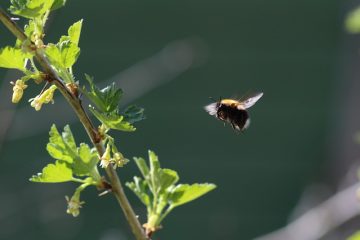 Comment éloigner les bourdons ?