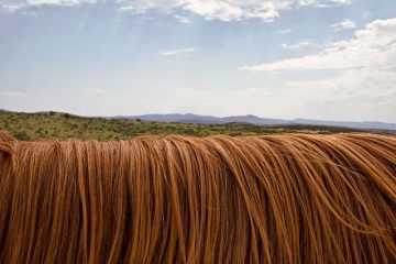 Comment enfiler une queue de cheval synthétique