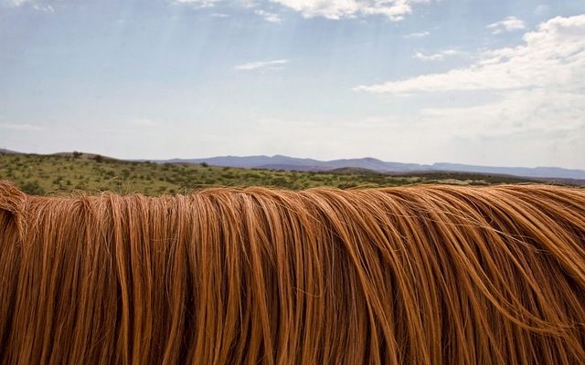 Comment enfiler une queue de cheval synthétique