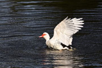 Comment entretenir un étang à canards