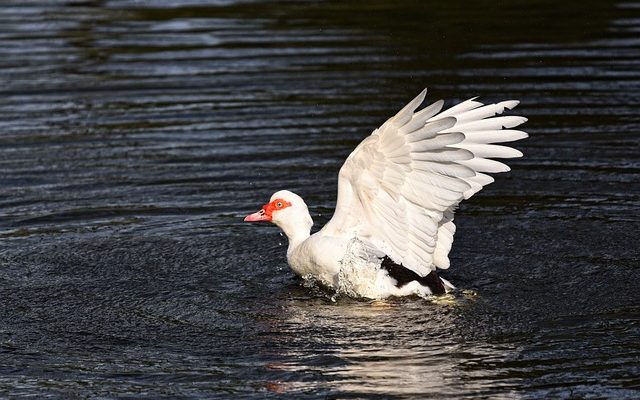 Comment entretenir un étang à canards