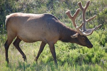 Comment faire pour dater un mâle Taurus Male