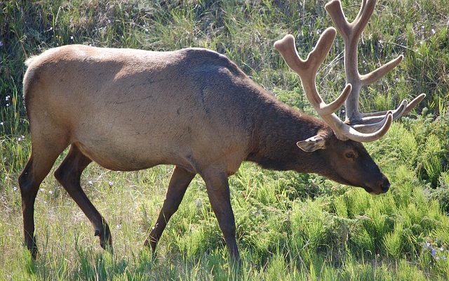 Comment faire pour dater un mâle Taurus Male