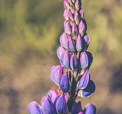 Comment faire pousser des lupins à partir de graines