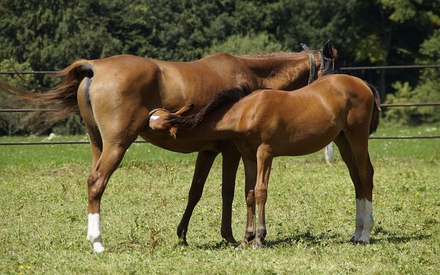 Comment faire sécher le lait de cheval ?