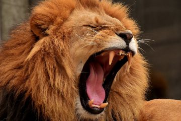 Comment faire tomber un Lion de sexe masculin amoureux de vous