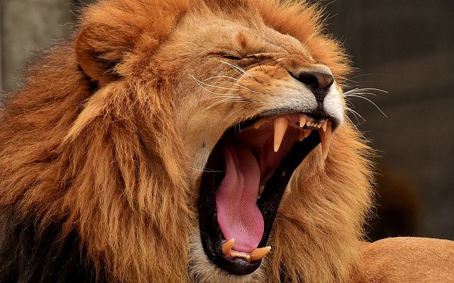 Comment faire tomber un Lion de sexe masculin amoureux de vous