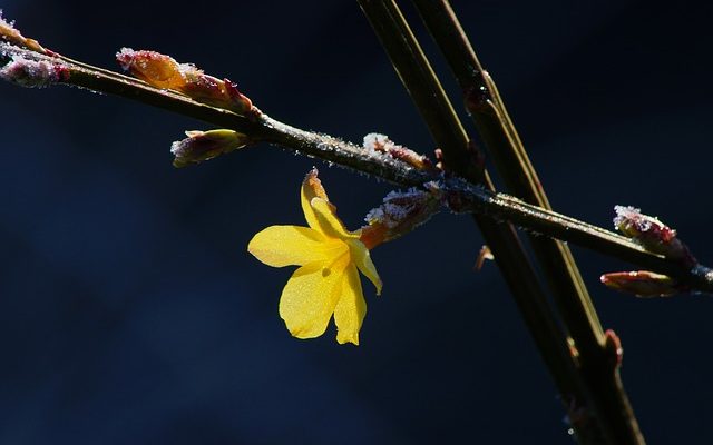 Comment fertiliser les plantes de jasmin