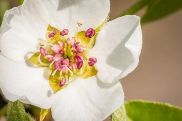 Comment identifier les arbres fruitiers ornementaux à poires