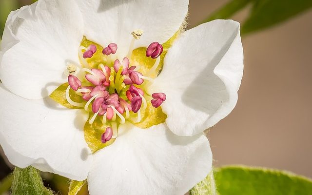 Comment identifier les arbres fruitiers ornementaux à poires