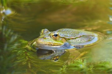 Comment installer un bassin à koï en béton