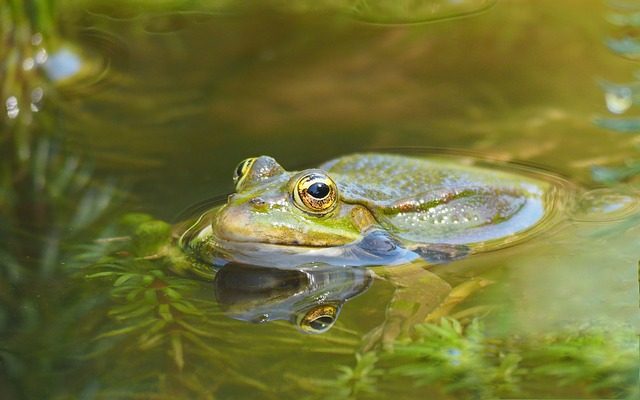 Comment installer un bassin à koï en béton