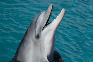 Comment nager avec les dauphins en Écosse
