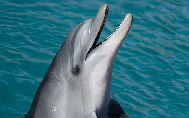 Comment nager avec les dauphins en Écosse